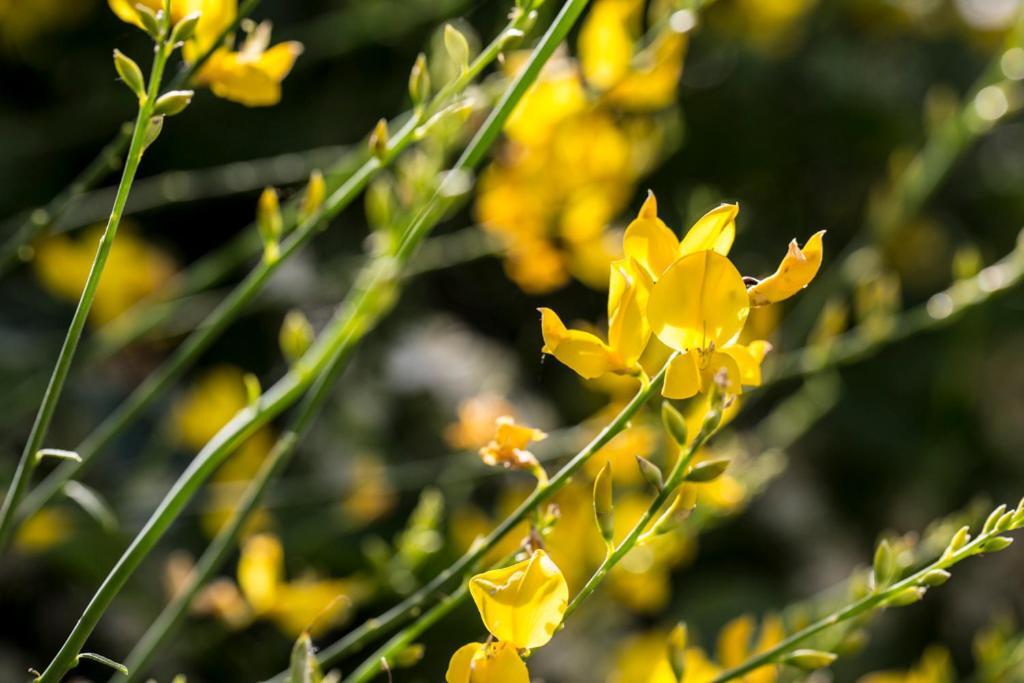 Casali Costadoro Acquaviva Picena Exteriér fotografie